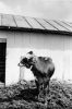 Walter's Brahman Bull